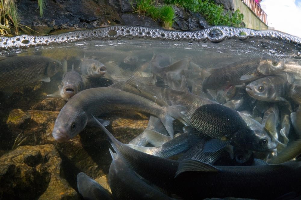 VAN'DA İNCİ KEFALİ AV YASAĞI SONRA ERDİ