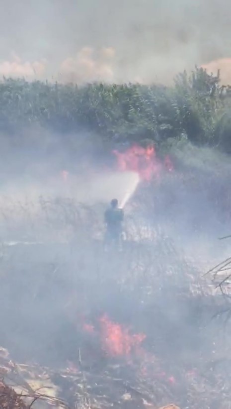ALEVLERİN ARASINDA KALDI, YİNE DE GÖREVİNİ BIRAKMADI ANTALYA'DA SERA VE İKAMETLERE YAKIN OTLUK VE AĞAÇLIK ALANDA ÇIKAN YANGIN GÜÇLÜKLE KONTROL ALTINA ALINDI BÖLGEDE YAŞAYANLAR SOKAKLARDA KALAN MADDE BAĞIMLILARINDAN ŞİKAYET ETTİ