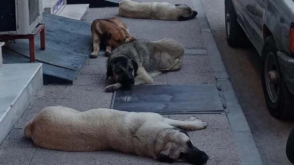 sokak köpeği