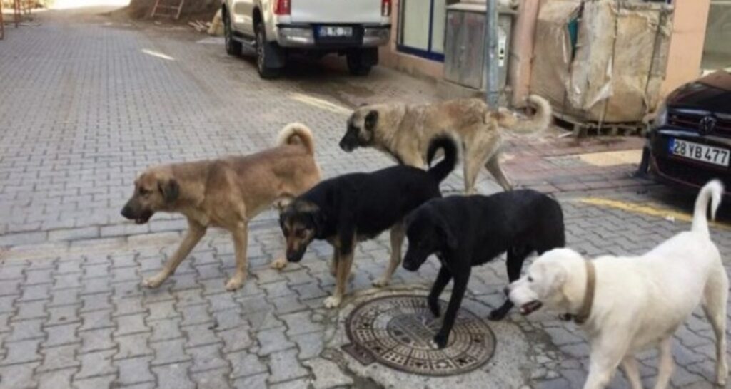 sokak köpeği